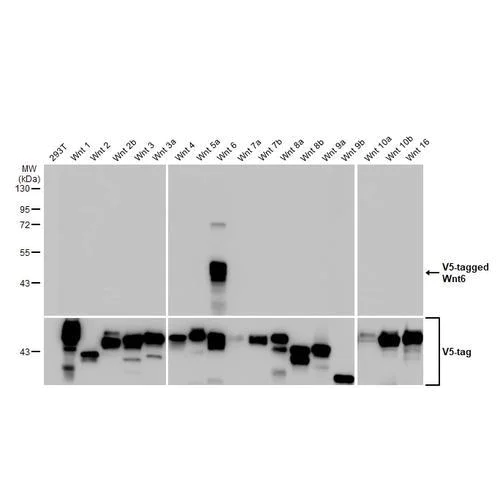 Western blot - Anti-Wnt6 antibody [HL1568] (AB317091)