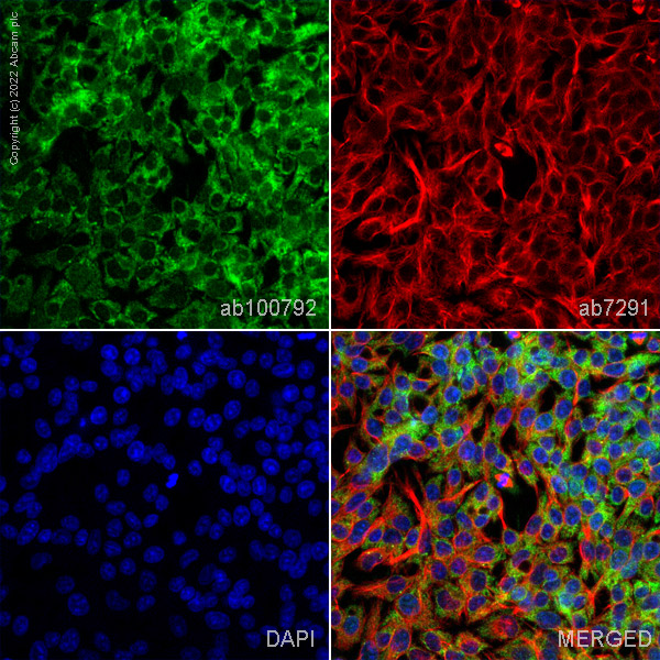 Immunocytochemistry/ Immunofluorescence - Anti-Wnt7a antibody (AB100792), expandable thumbnail