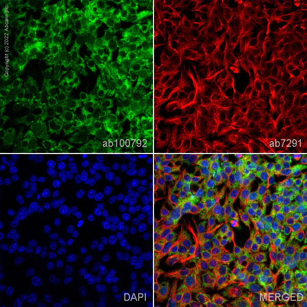 Immunocytochemistry/ Immunofluorescence - Anti-Wnt7a antibody (AB100792)