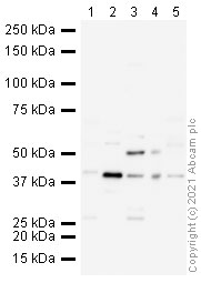 Western blot - Anti-Wnt7a antibody (AB100792), expandable thumbnail