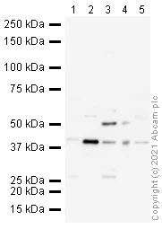 Western blot - Anti-Wnt7a antibody (AB100792)
