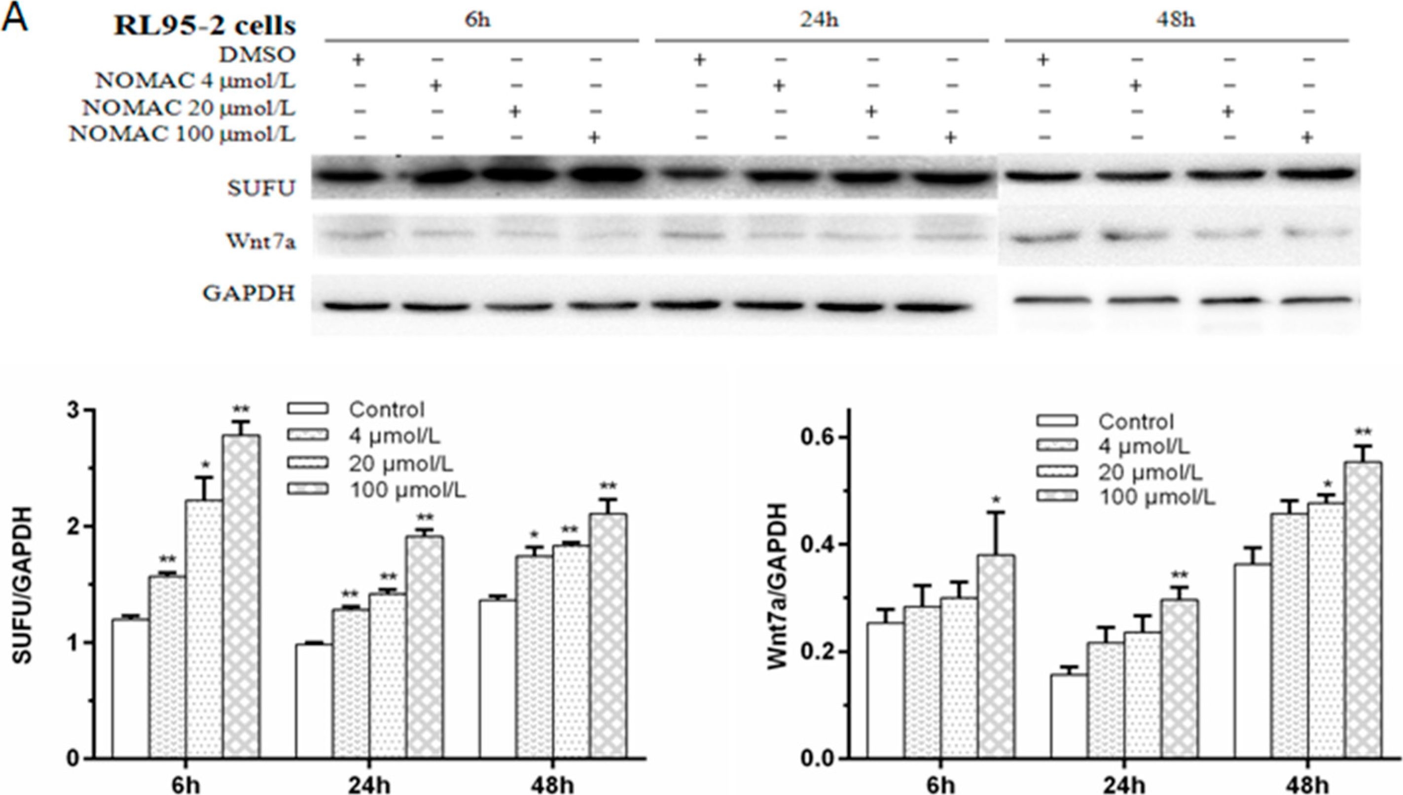 Western blot - Anti-Wnt7a antibody (AB100792), expandable thumbnail
