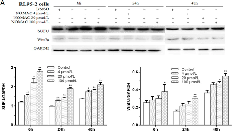 Western blot - Anti-Wnt7a antibody (AB100792)