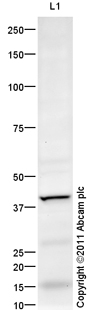 Western blot - Anti-Wnt7a antibody (AB100792), expandable thumbnail
