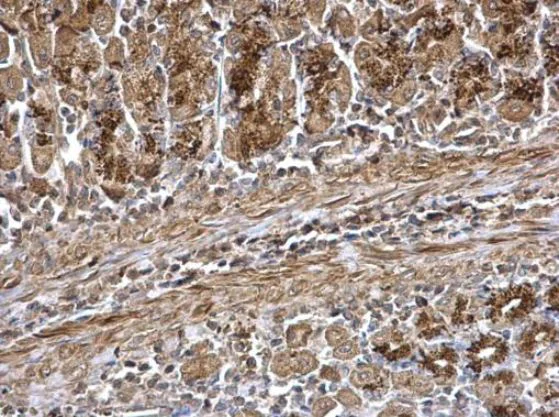 Immunohistochemistry (Formalin/PFA-fixed paraffin-embedded sections) - Anti-Wnt7a antibody (AB183653)