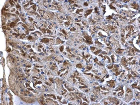 Immunohistochemistry (Formalin/PFA-fixed paraffin-embedded sections) - Anti-Wnt7a antibody (AB183653)