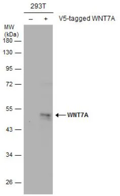 Western blot - Anti-Wnt7a antibody (AB183653)
