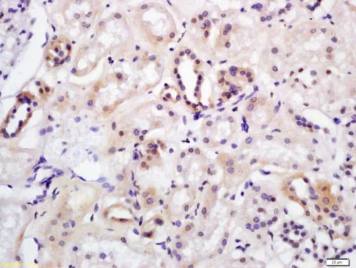 Immunohistochemistry (Formalin/PFA-fixed paraffin-embedded sections) - Anti-Wnt7a antibody (AB217844)