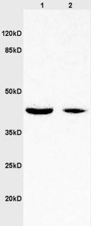 Western blot - Anti-Wnt7a antibody (AB217844)