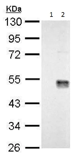 Western blot - Anti-Wnt7a antibody (AB228676)