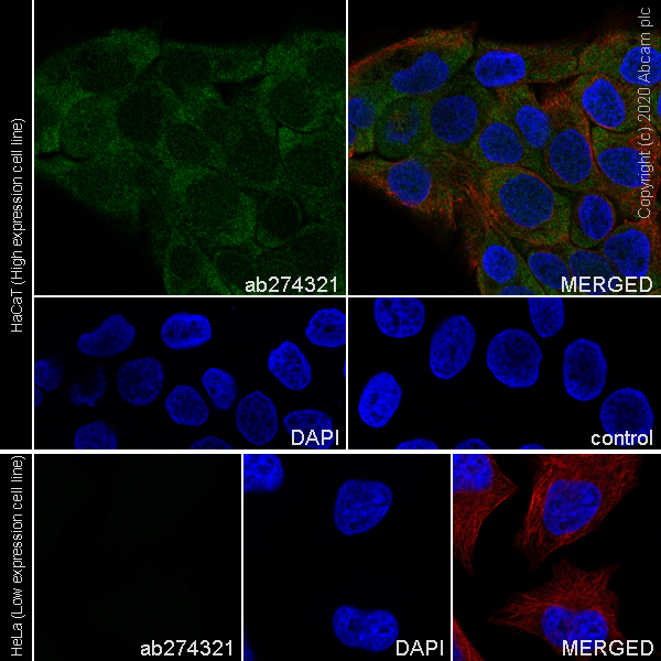 Immunocytochemistry/ Immunofluorescence - Anti-Wnt7a antibody [EPR23471-125] (AB274321)