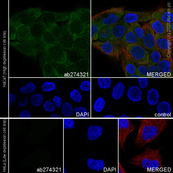 Immunocytochemistry/ Immunofluorescence - Anti-Wnt7a antibody [EPR23471-125] (AB274321)