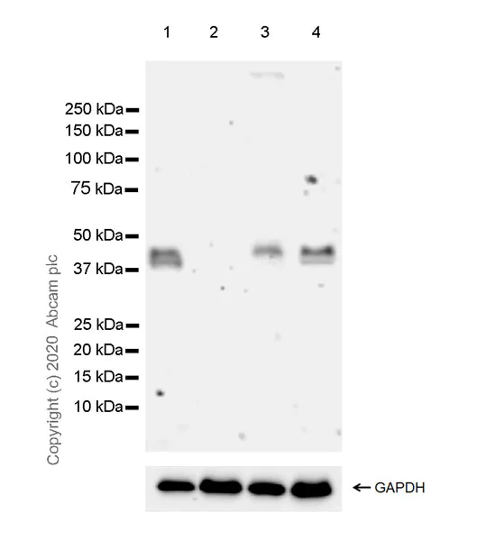 Western blot - Anti-Wnt7a antibody [EPR23471-125] (AB274321)