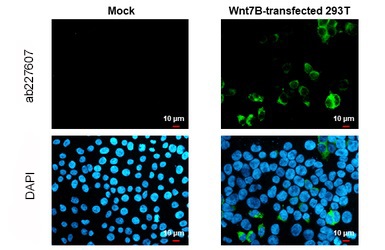 Immunocytochemistry/ Immunofluorescence - Anti-Wnt7b antibody (AB227607)