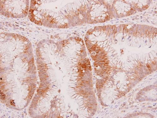 Immunohistochemistry (Formalin/PFA-fixed paraffin-embedded sections) - Anti-Wnt8a antibody (AB227611)