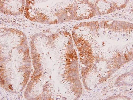 Immunohistochemistry (Formalin/PFA-fixed paraffin-embedded sections) - Anti-Wnt8a antibody (AB227611)