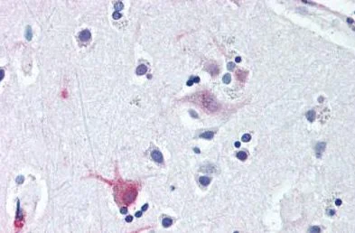 Immunohistochemistry (Formalin/PFA-fixed paraffin-embedded sections) - Anti-Wnt8b antibody (AB150606)