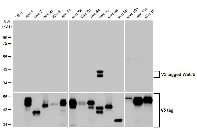 Western blot - Anti-Wnt8b antibody [HL1549] (AB308168)