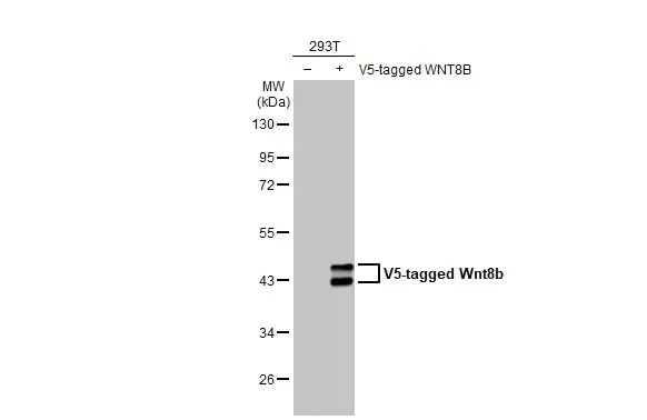 Western blot - Anti-Wnt8b antibody [HL1549] (AB308168)