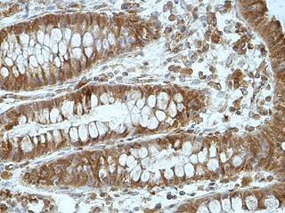 Immunohistochemistry (Formalin/PFA-fixed paraffin-embedded sections) - Anti-Wnt9a antibody (AB176973)