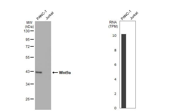 Western blot - Anti-Wnt9a antibody [HL2422] (AB317222)
