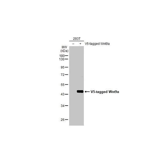 Western blot - Anti-Wnt9a antibody [HL2422] (AB317222)