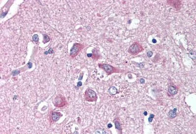 Immunohistochemistry (Formalin/PFA-fixed paraffin-embedded sections) - Anti-Wnt9a antibody - N-terminal (AB189010)
