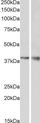 Western blot - Anti-Wnt9b antibody (AB106928)