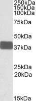 Western blot - Anti-Wnt9b antibody (AB106928)