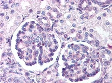 Immunohistochemistry (Formalin/PFA-fixed paraffin-embedded sections) - Anti-Wnt9b antibody (AB151220)