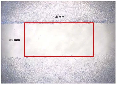 Functional Studies (Act) - Wound Healing Assay (AB242285)