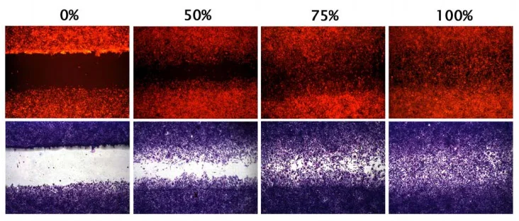 Functional Studies (Act) - Wound Healing Assay (AB242285)