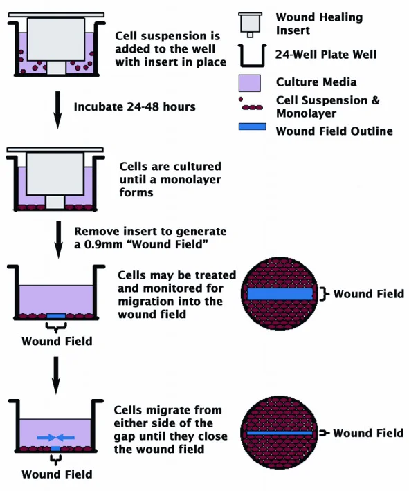 Schematic Diagram - Wound Healing Assay (AB242285)