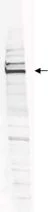 Western blot - Anti-WRNIP1/WHIP antibody (AB4731)
