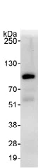 Immunoprecipitation - Anti-WRNIP1/WHIP antibody (AB99316)