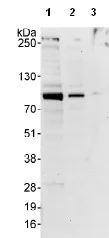 Western blot - Anti-WRNIP1/WHIP antibody (AB99316)