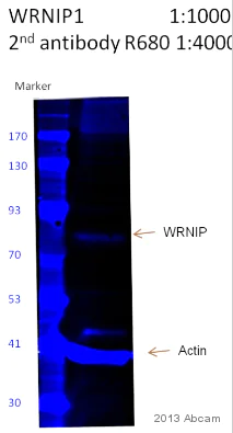 Western blot - Anti-WRNIP1/WHIP antibody (AB99316)