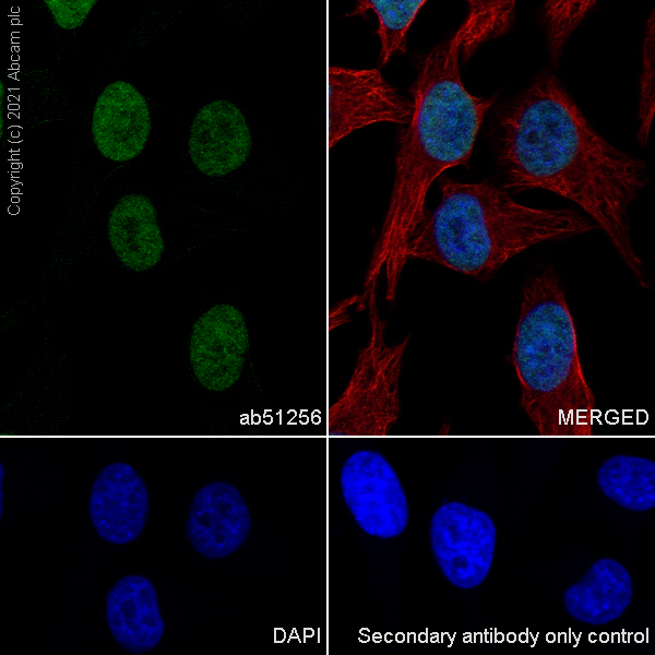 Immunocytochemistry/ Immunofluorescence - Anti-WSTF antibody [EP1704Y] (AB51256), expandable thumbnail