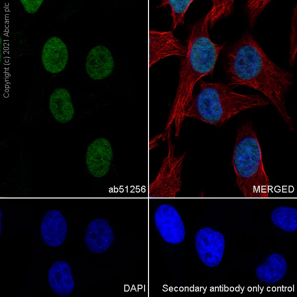 Immunocytochemistry/ Immunofluorescence - Anti-WSTF antibody [EP1704Y] (AB51256)