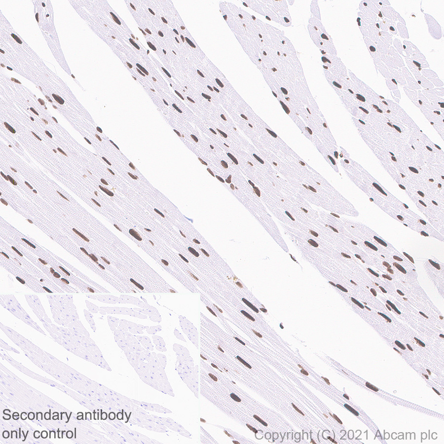 Immunohistochemistry (Formalin/PFA-fixed paraffin-embedded sections) - Anti-WSTF antibody [EP1704Y] (AB51256), expandable thumbnail
