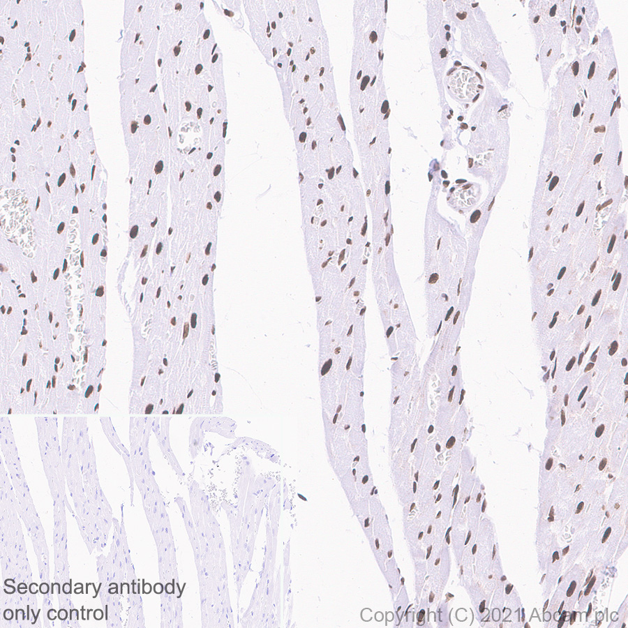 Immunohistochemistry (Formalin/PFA-fixed paraffin-embedded sections) - Anti-WSTF antibody [EP1704Y] (AB51256), expandable thumbnail