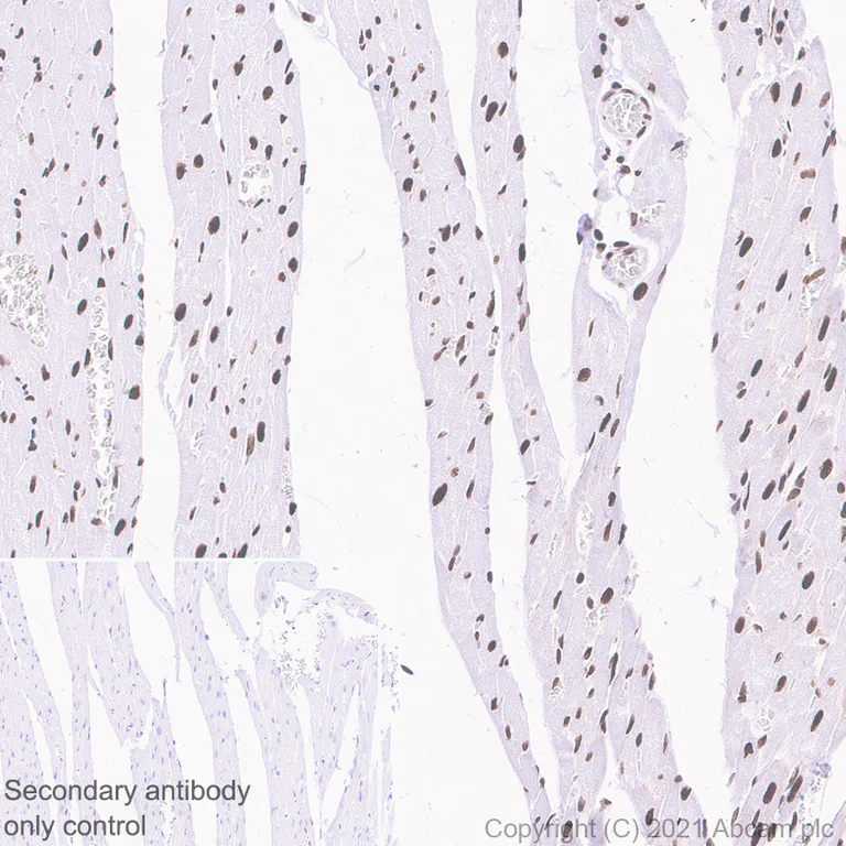 Immunohistochemistry (Formalin/PFA-fixed paraffin-embedded sections) - Anti-WSTF antibody [EP1704Y] (AB51256)