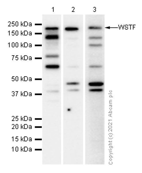 Western blot - Anti-WSTF antibody [EP1704Y] (ab51256), expandable thumbnail