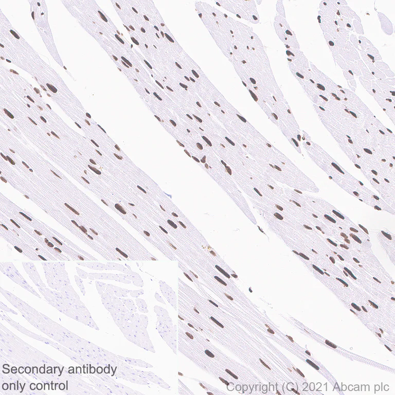 Immunohistochemistry (Formalin/PFA-fixed paraffin-embedded sections) - Anti-WSTF antibody [EP1704Y] - BSA and Azide free (AB235388)