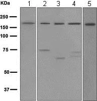 Western blot - Anti-WSTF antibody [EPR1703] (AB109439)