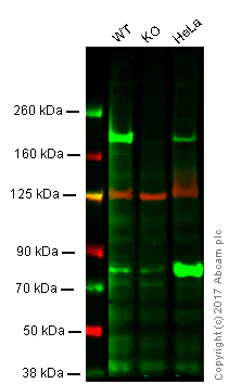 Western blot - Anti-WSTF antibody [EPR1703] (AB109439)