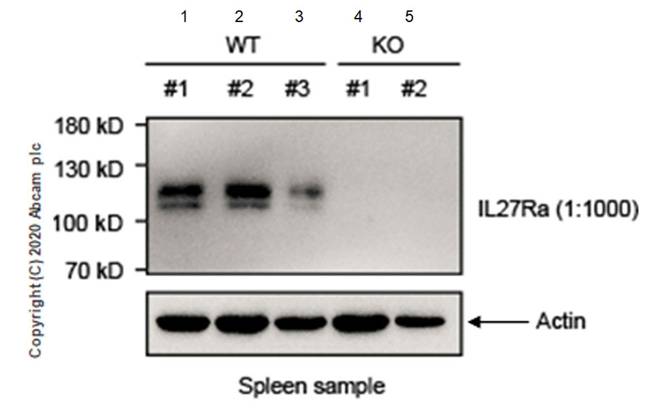 Western blot - Anti-WSX-1 antibody [EPR20863-3] - BSA and Azide free (AB273155), expandable thumbnail