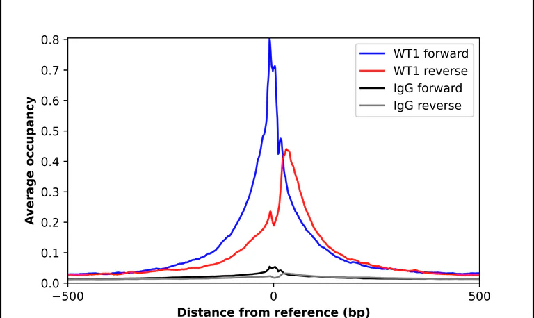 ChIP - Anti-WT1 Antibody (AB327238)