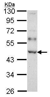 Western blot - Anti-WTAP antibody (AB155655)