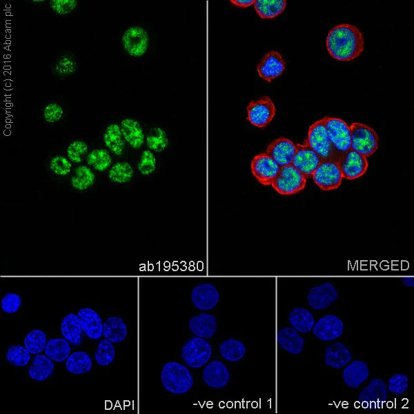Immunocytochemistry/ Immunofluorescence - Anti-WTAP antibody [EPR18744] (AB195380)